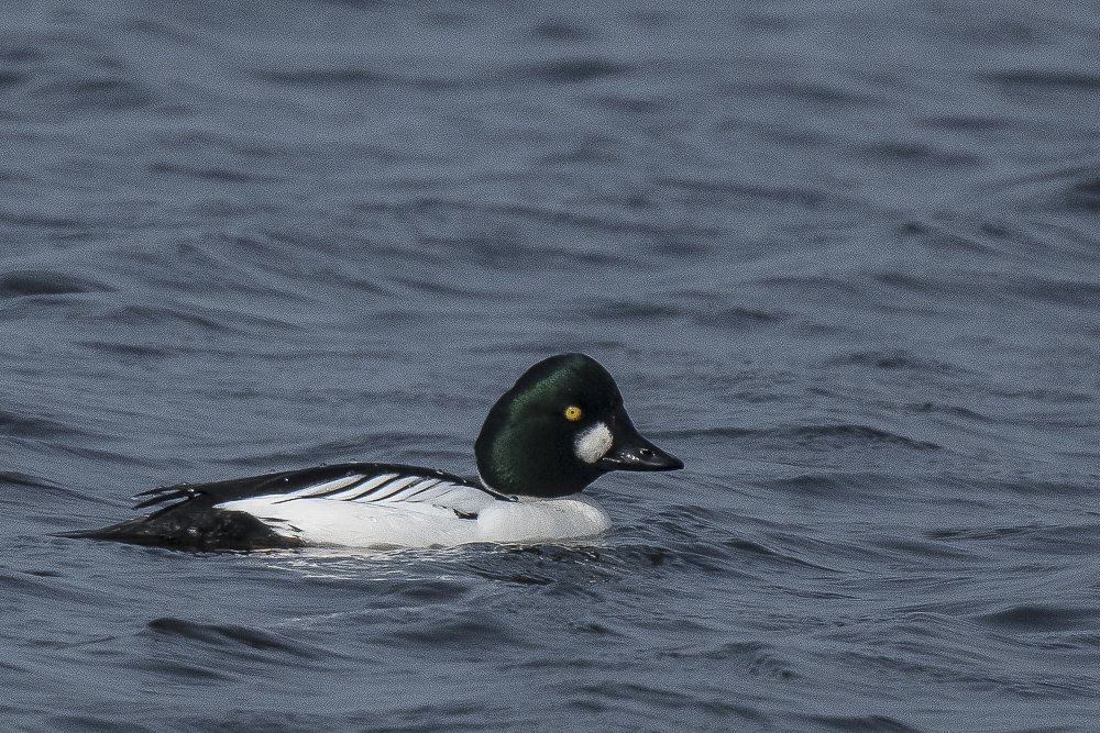 goldeneye