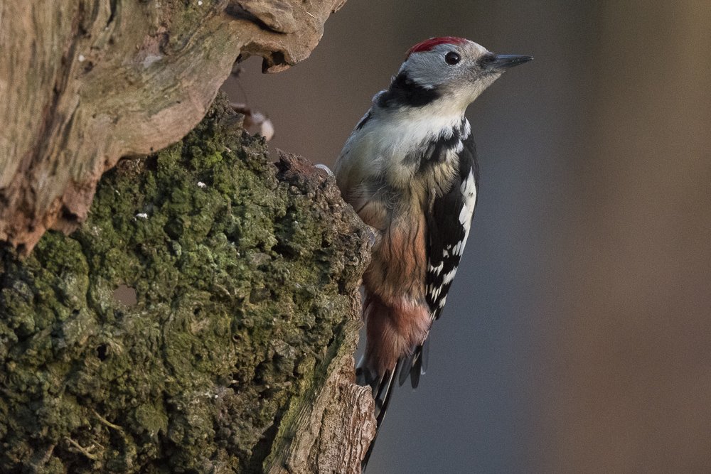 middle spotted woodpecker