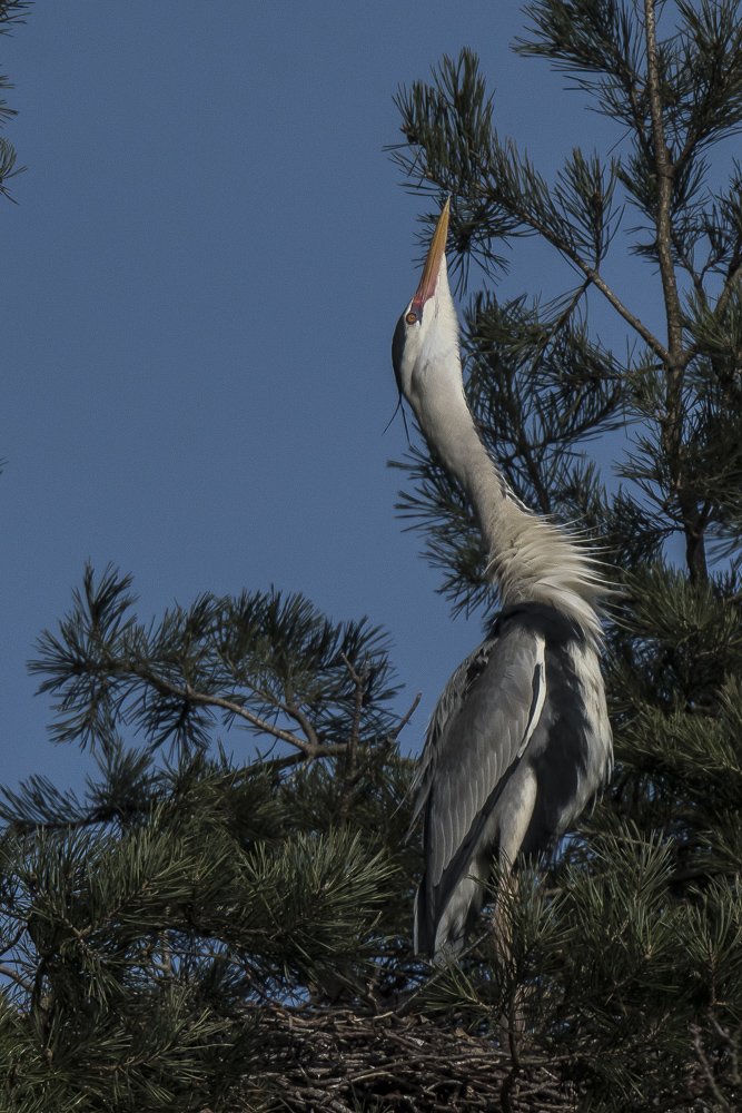grey heron
