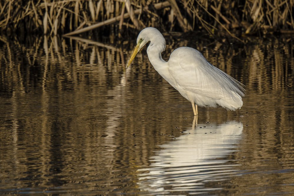 Great White Heron