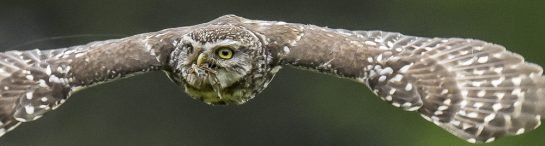 little owl