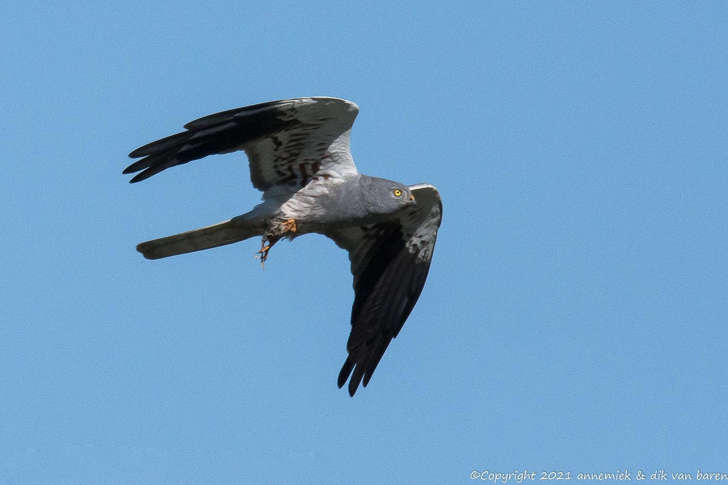 hwn harrier