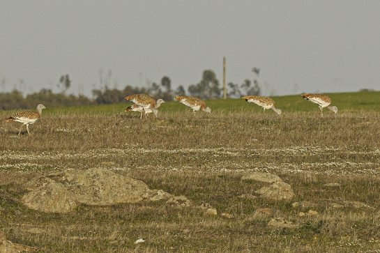 great bustard