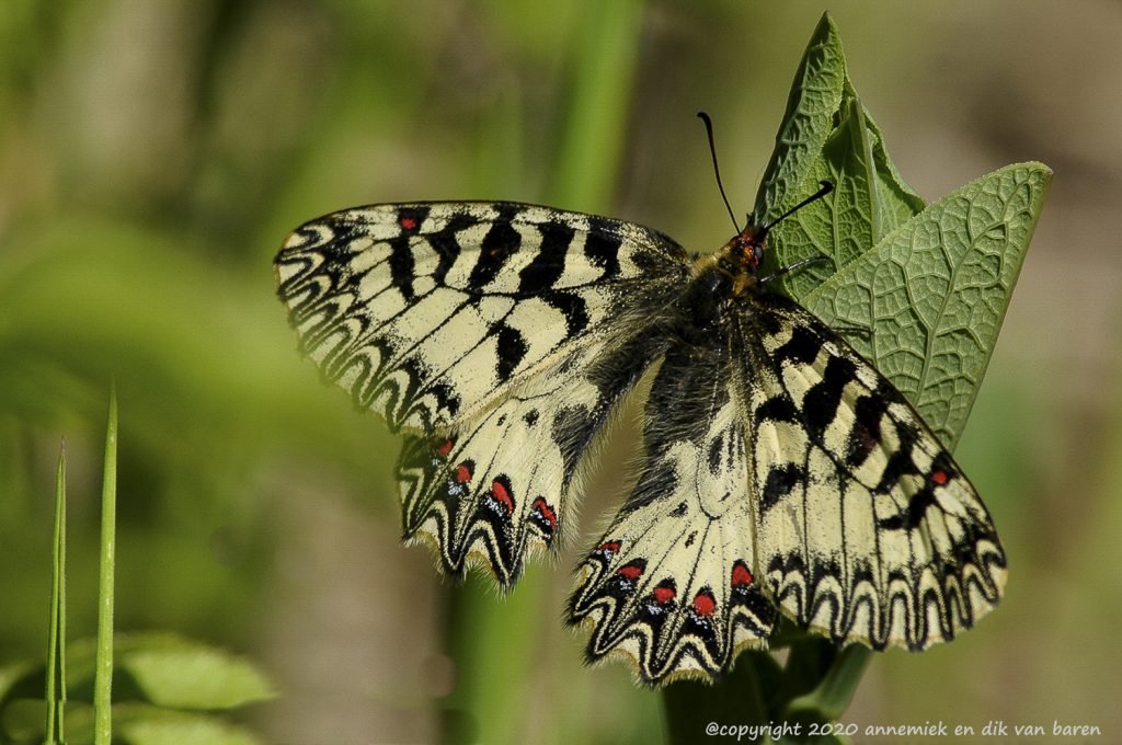 pijpbloemvlinder qqq