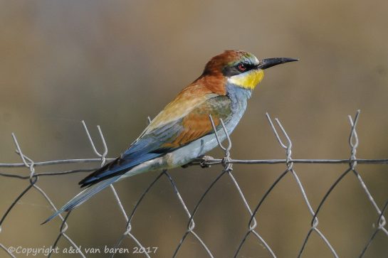 bee-eater