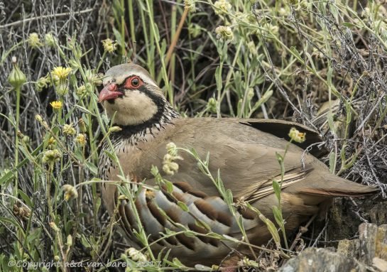 red-legged partridge