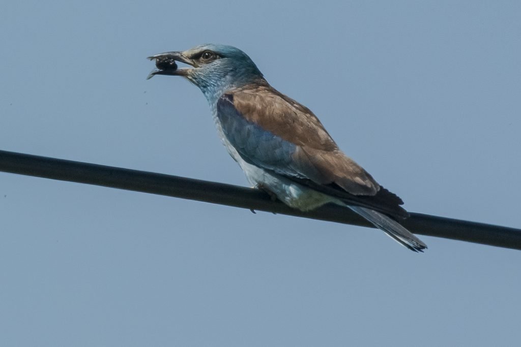 roller