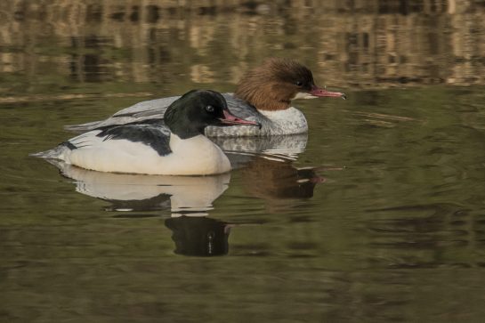 goosander
