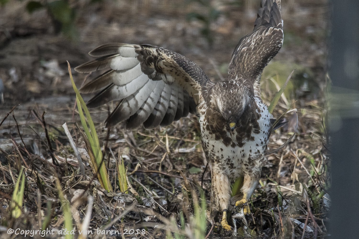 buzzard