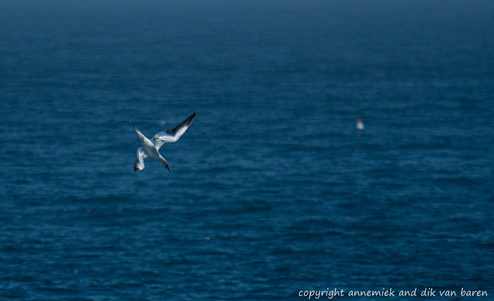 gannet