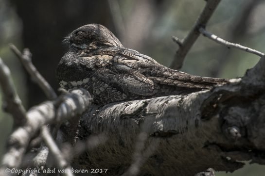 nightjar
