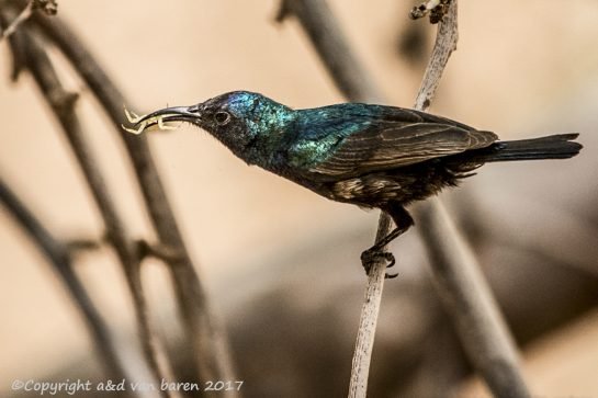 palestinian hineybird