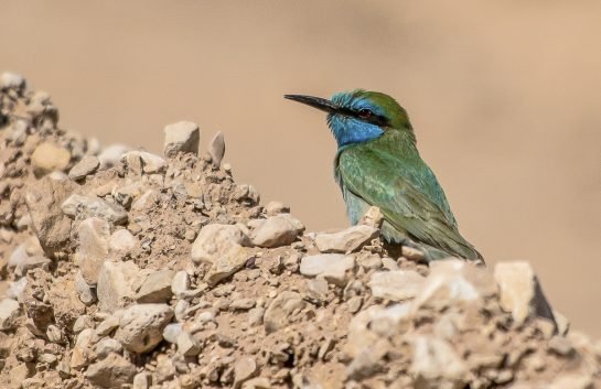 litlle green bee-eater