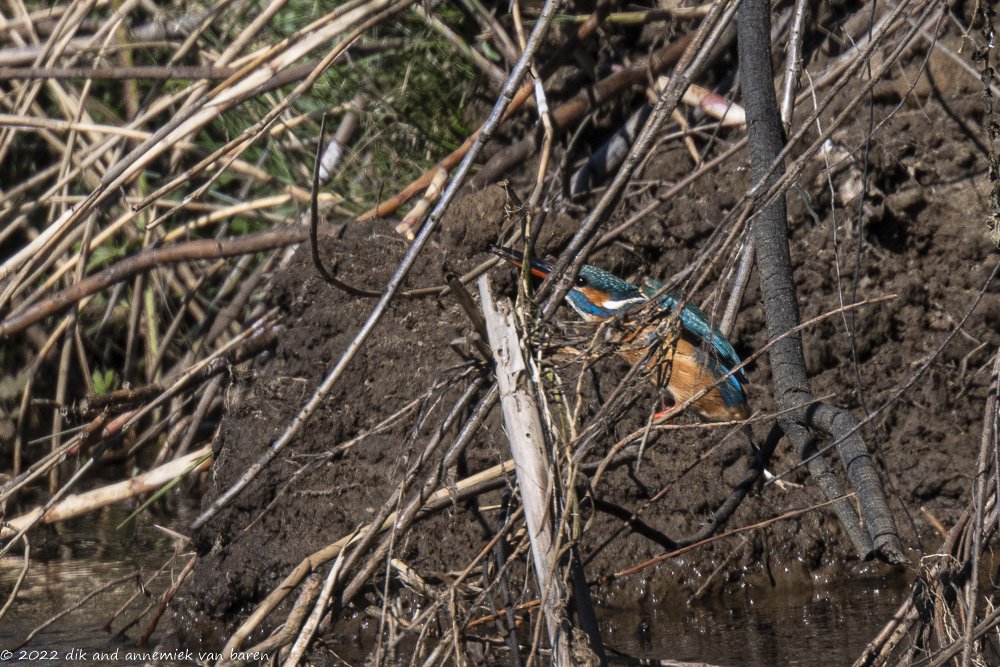 kingfisher