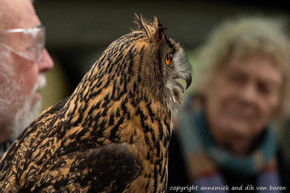 eagle owl