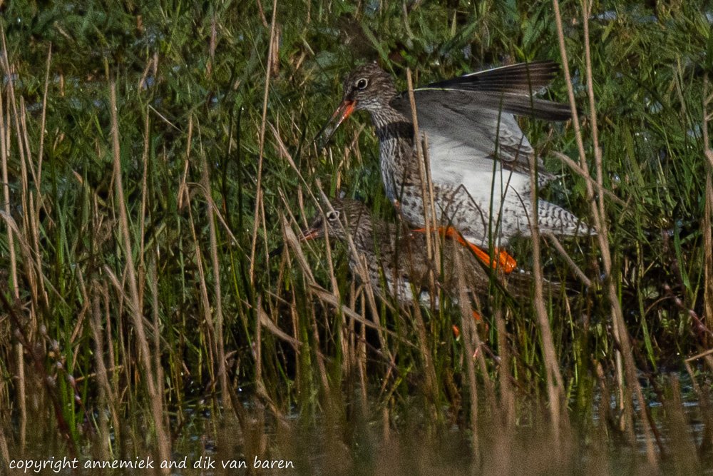 redshank