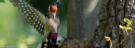 great spotted woodpecker
