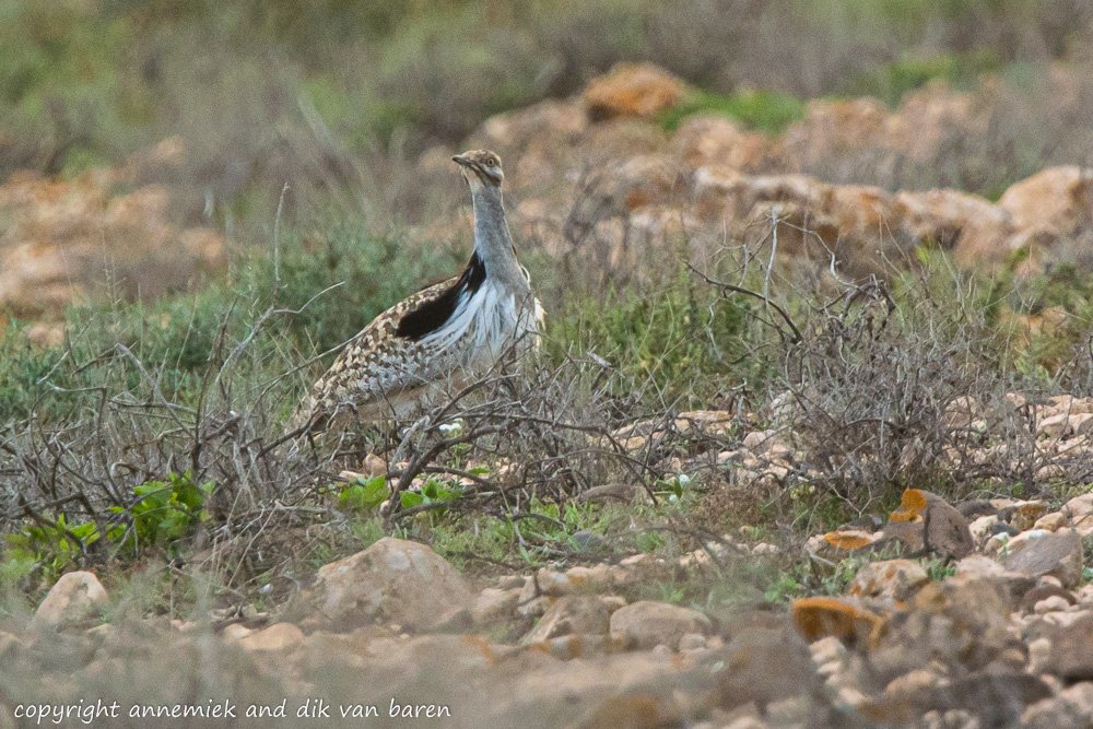 houbara