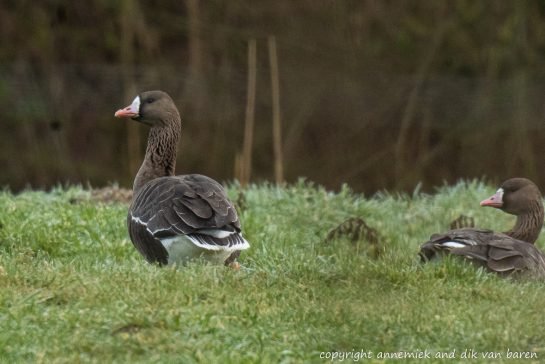 white fronted goose