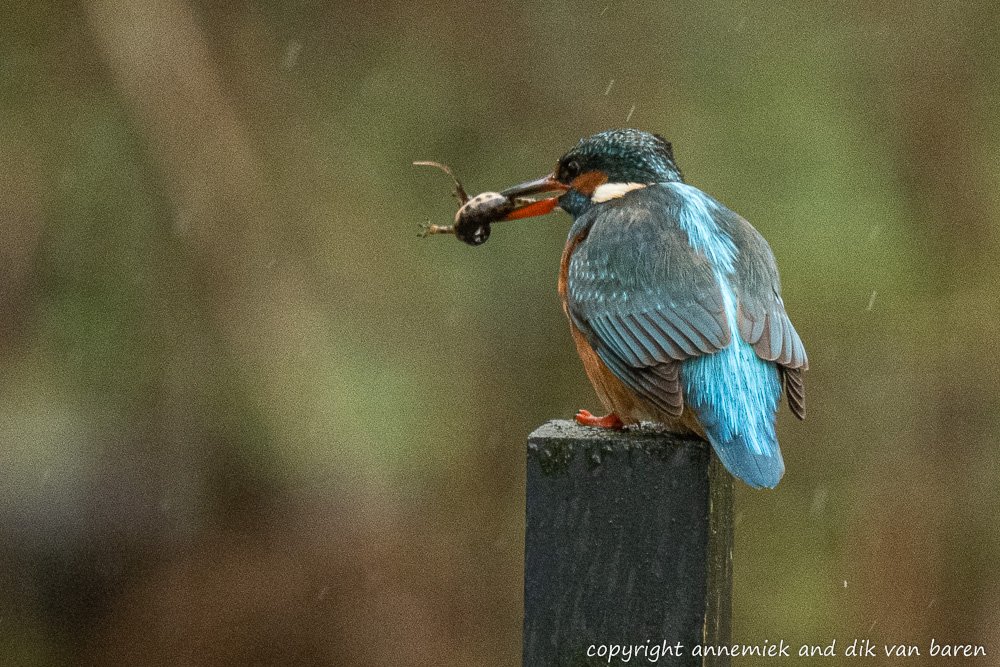 kingfisher
