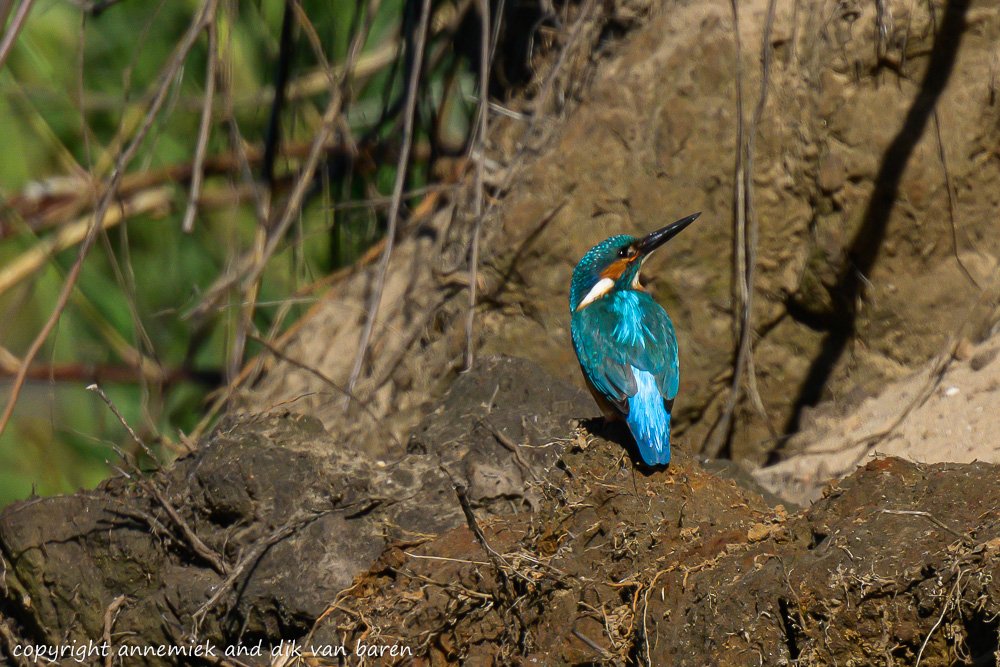 kingfisher