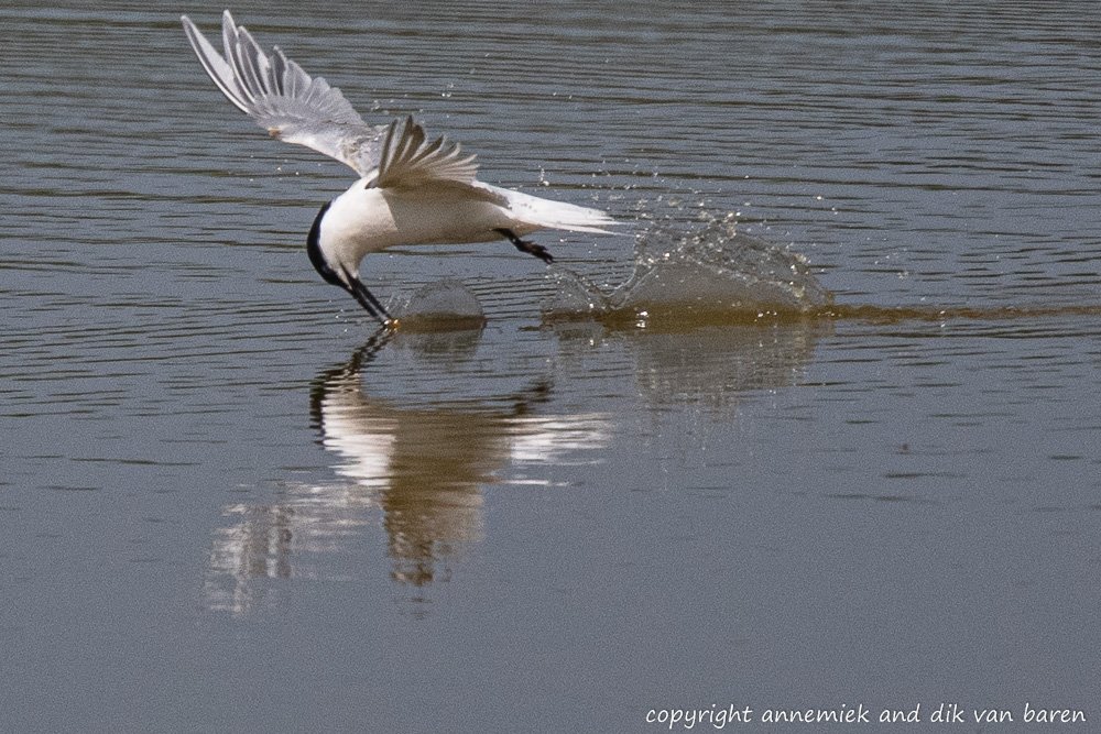sandwich tern