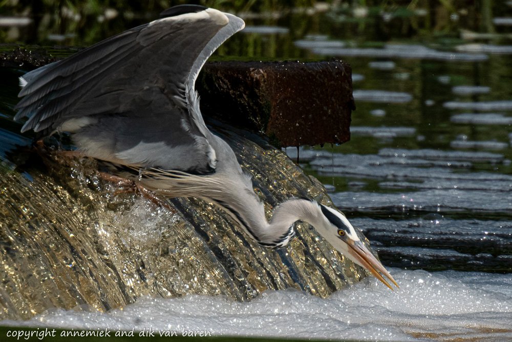 grey heron