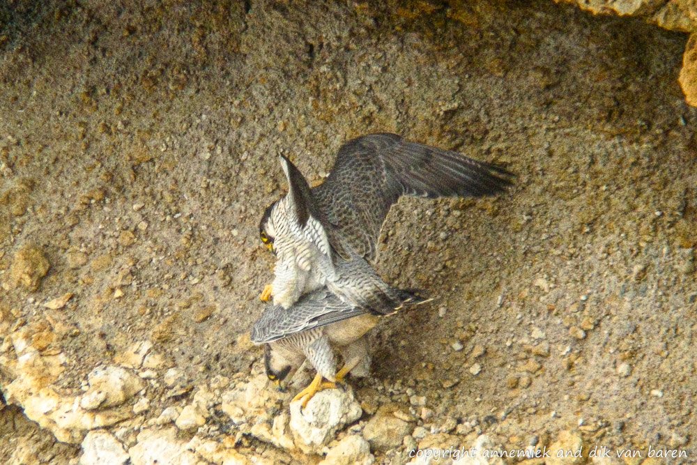 Peregrin (Slechtvalk)