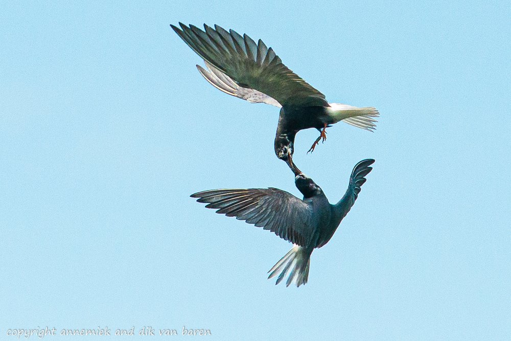 BlackTern (Zwarte Stern)