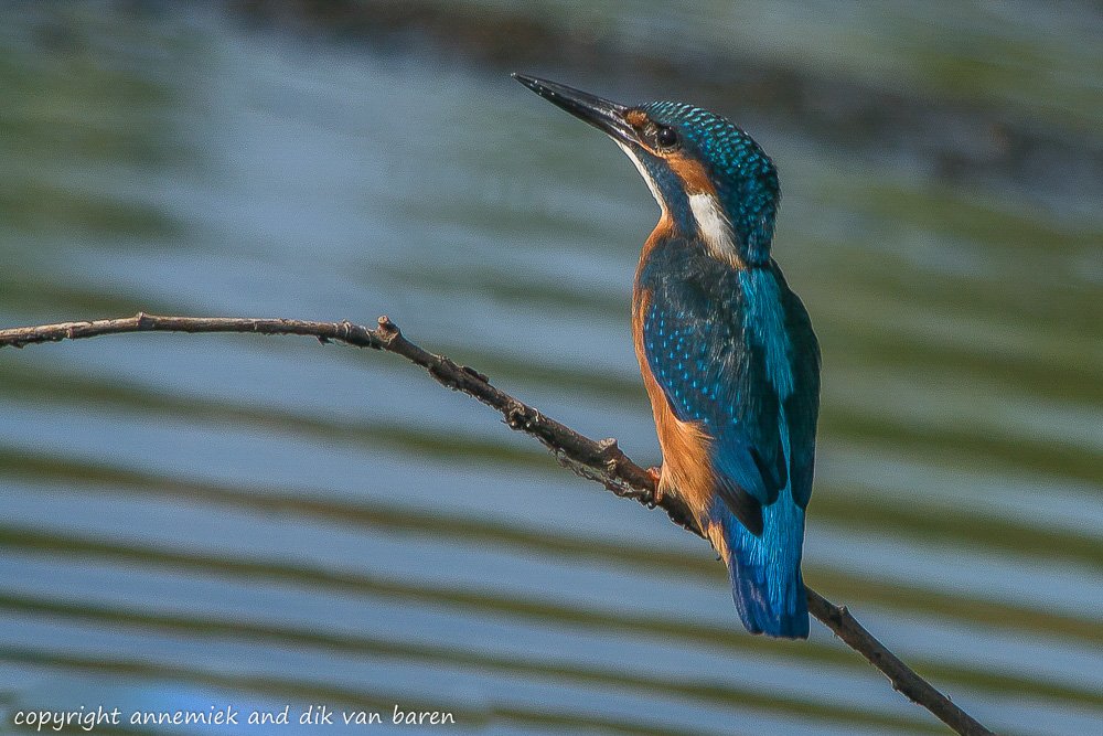 kingfisher