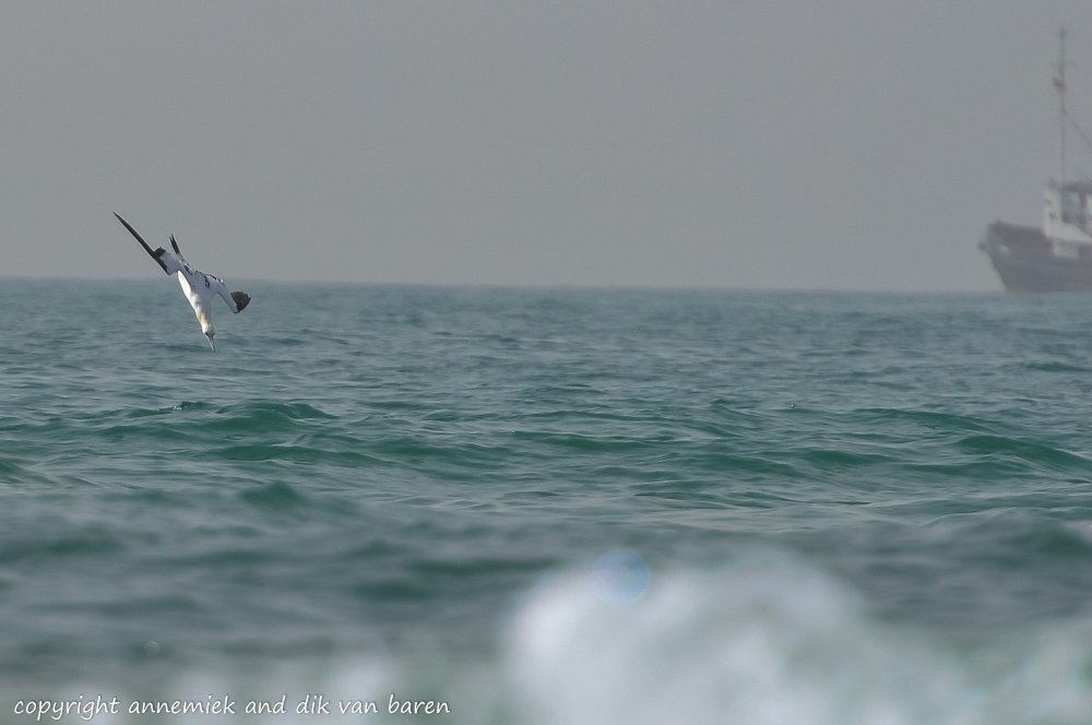 gannet
