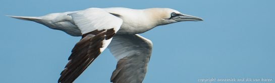gannet