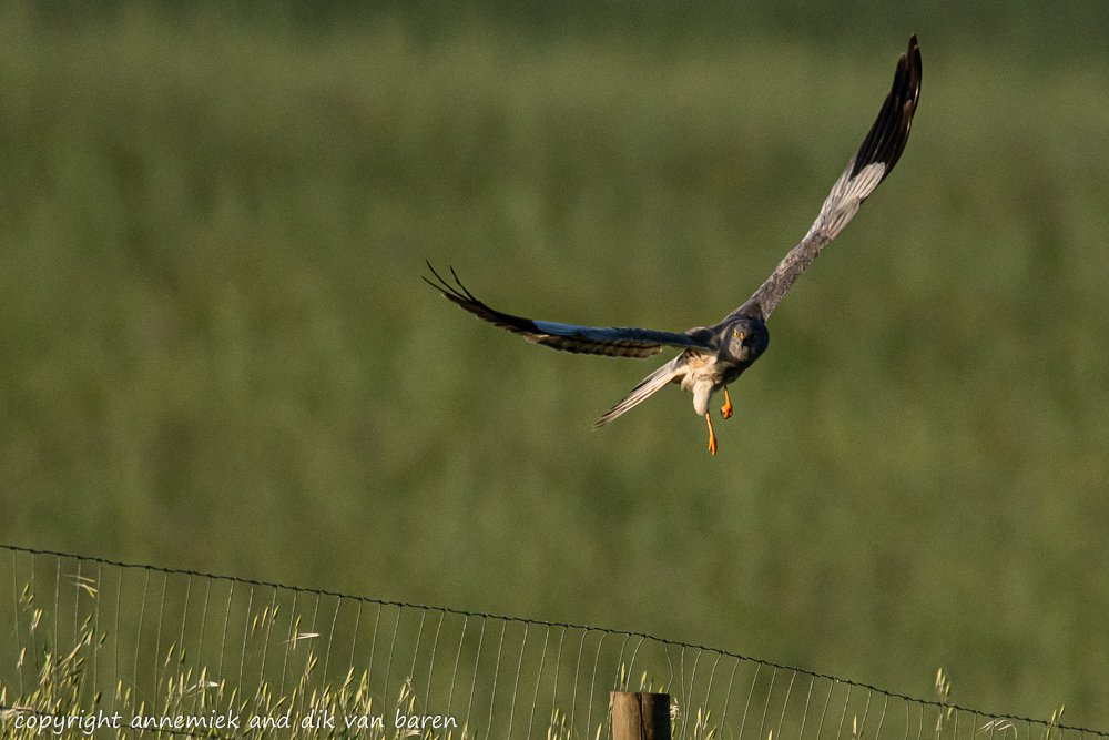 montague's harrier