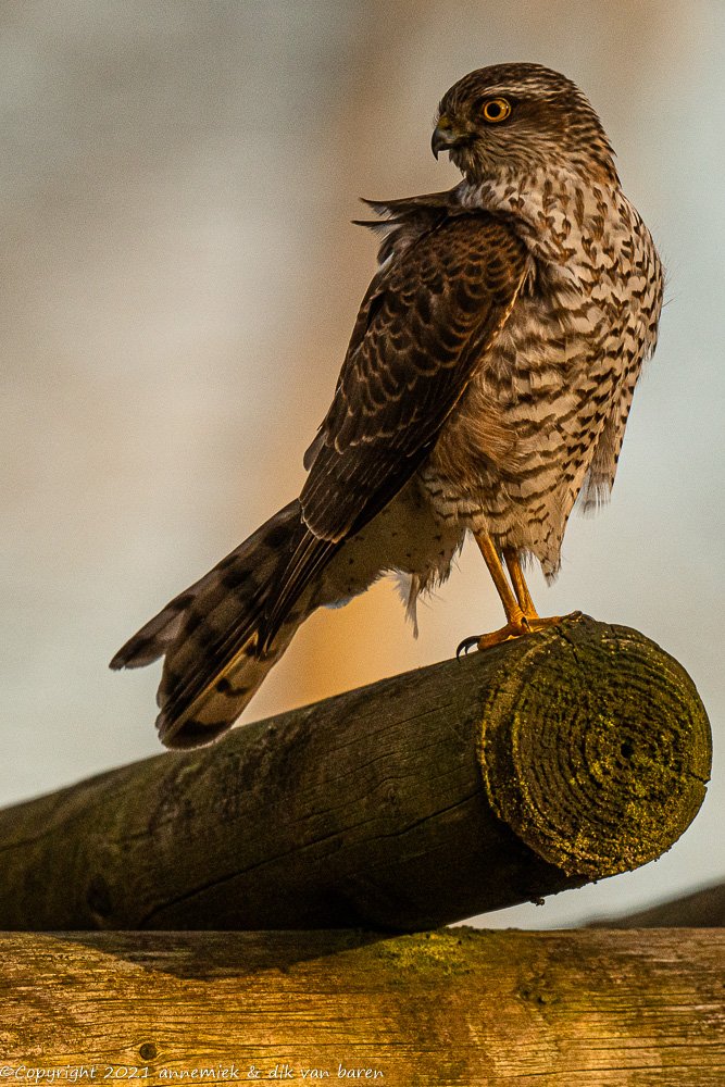 sparrow hawk