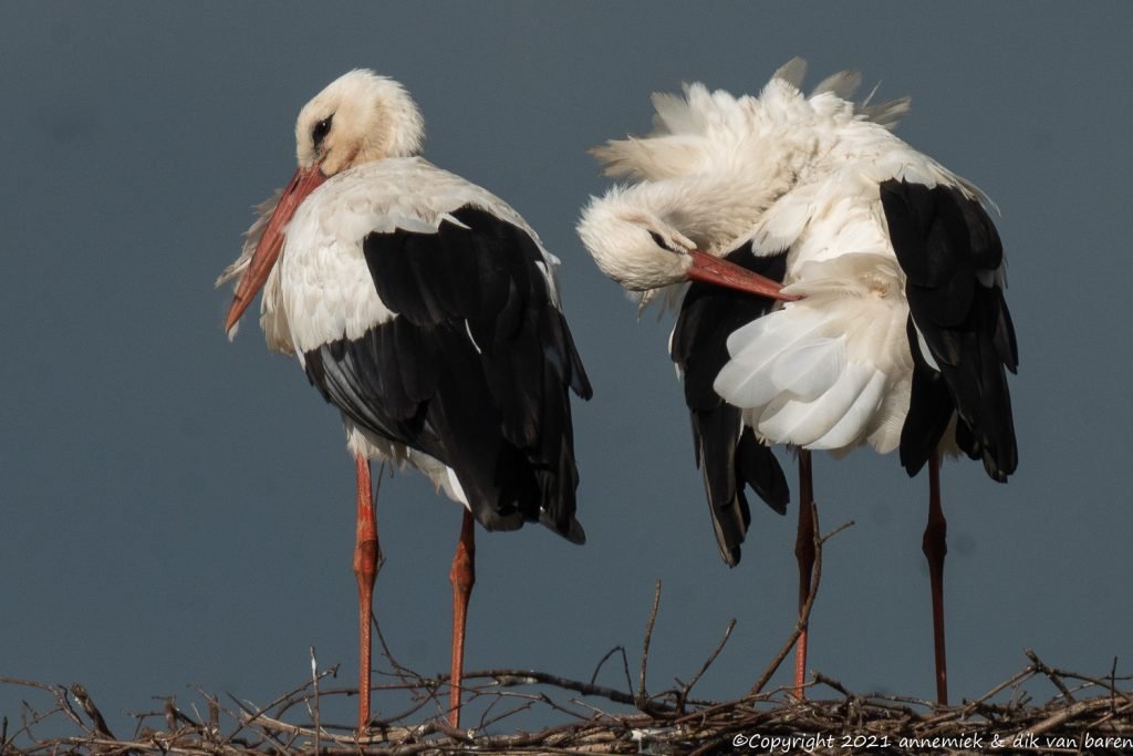 white stork