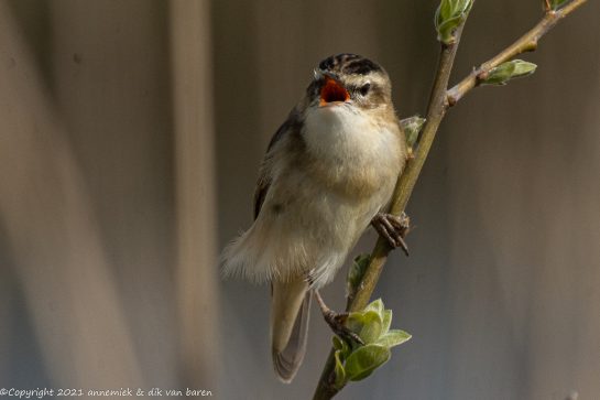 sedge warbler
