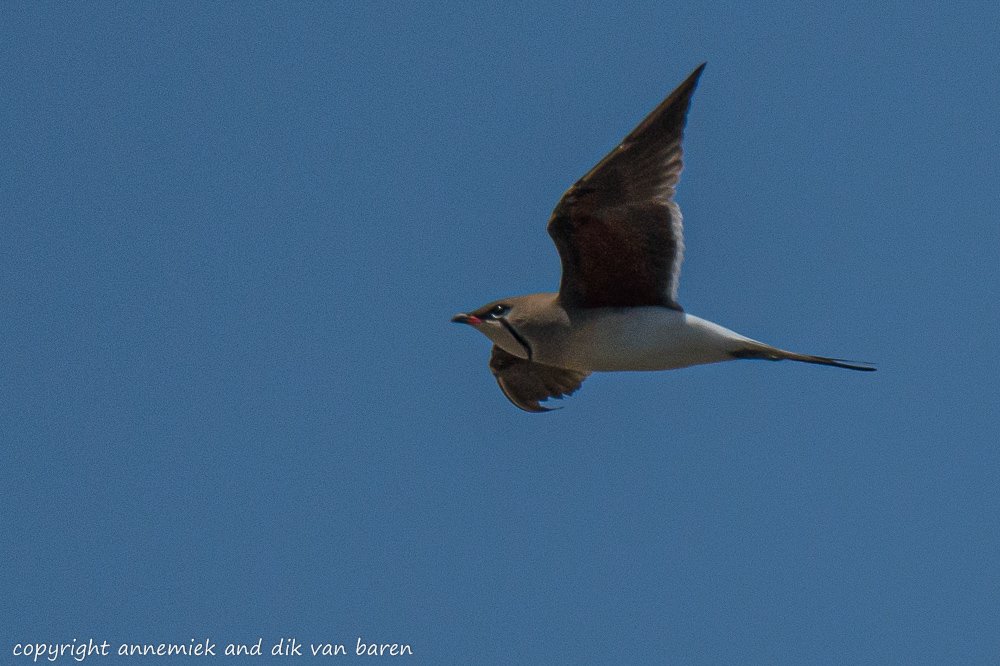 pratincole
