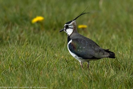 lapwing
