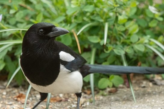 magpie
