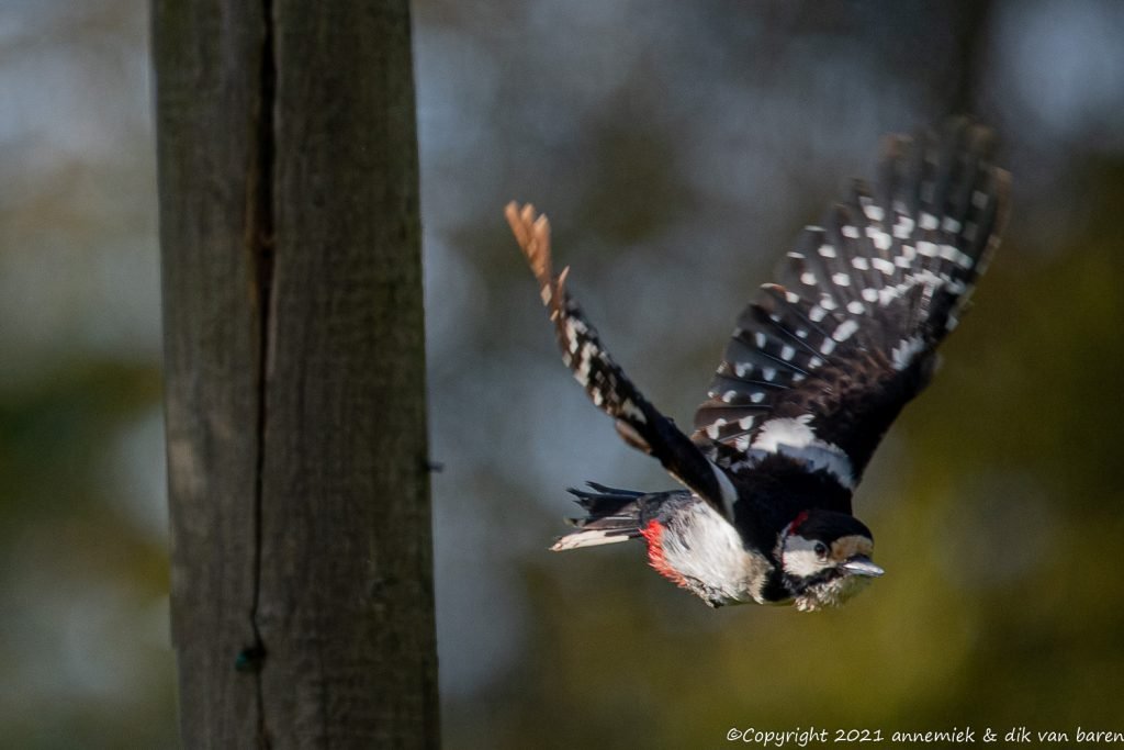 great spotted woodpecker