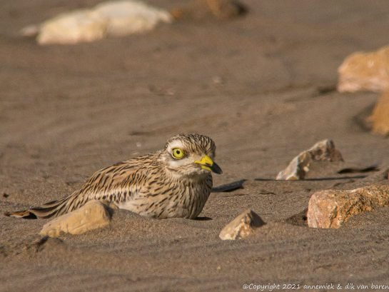 stone curlew