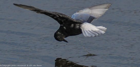 black tern