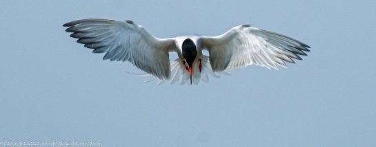 common tern