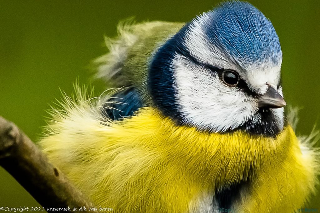 blue tit