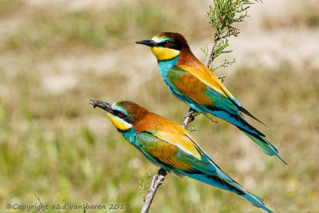 bee eater