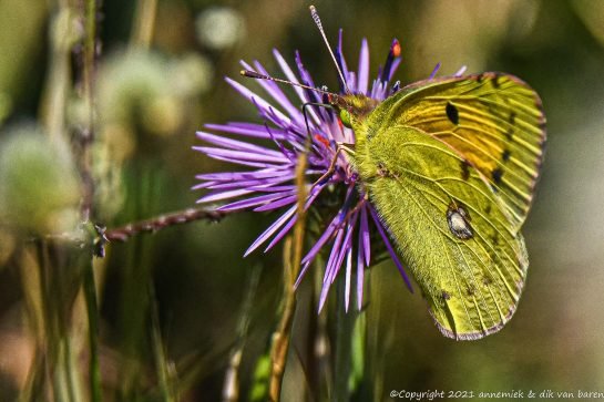 orange luzerne butterfly