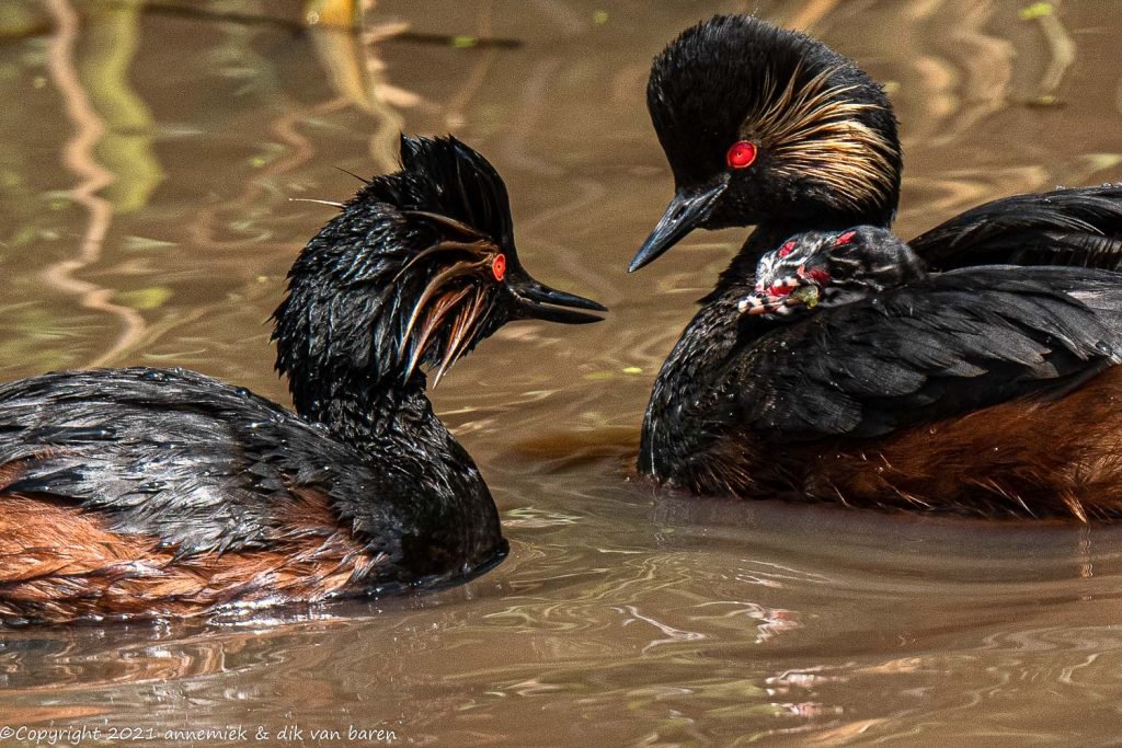 black-necked grebe