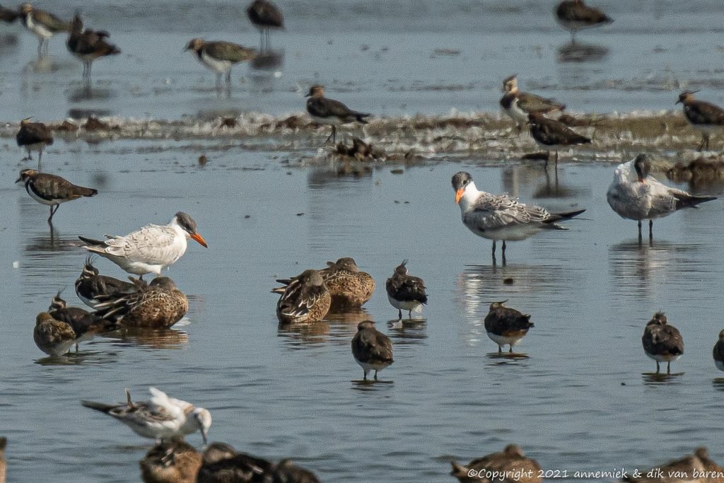 caspian tern