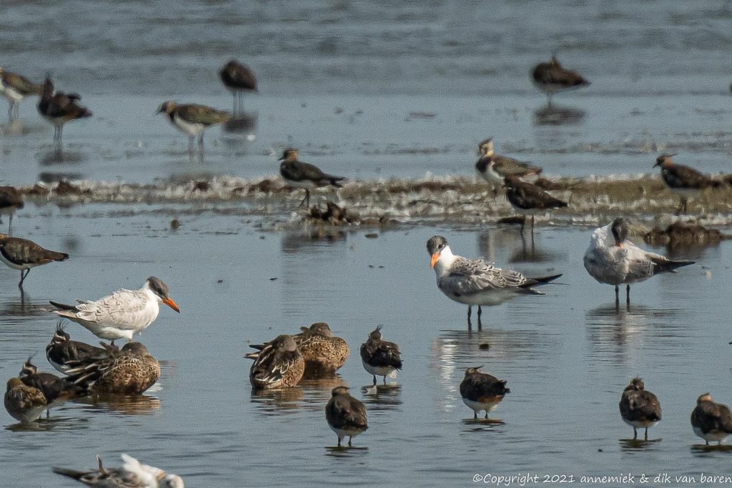 caspian tern