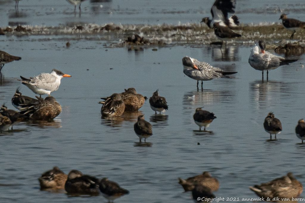 caspian tern